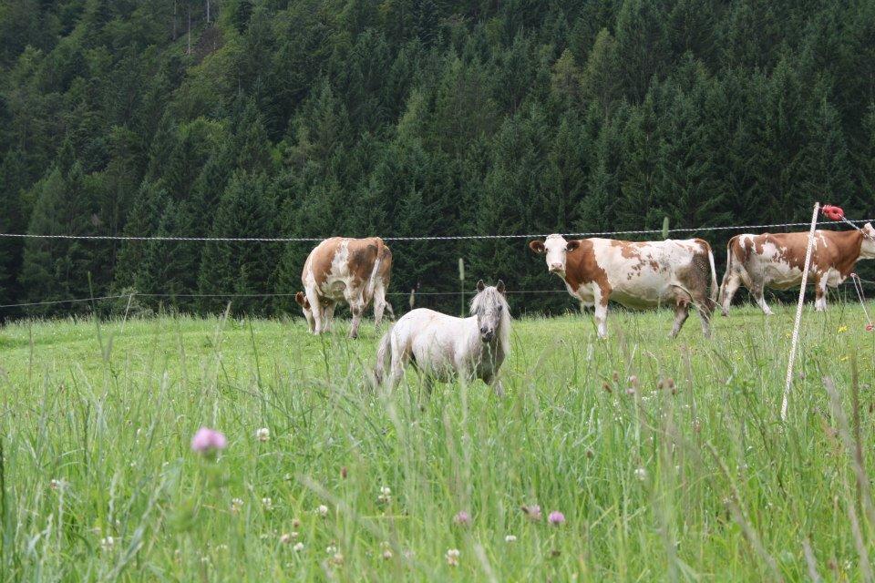 Hefenscherbauer Annaberg im Lammertal Esterno foto