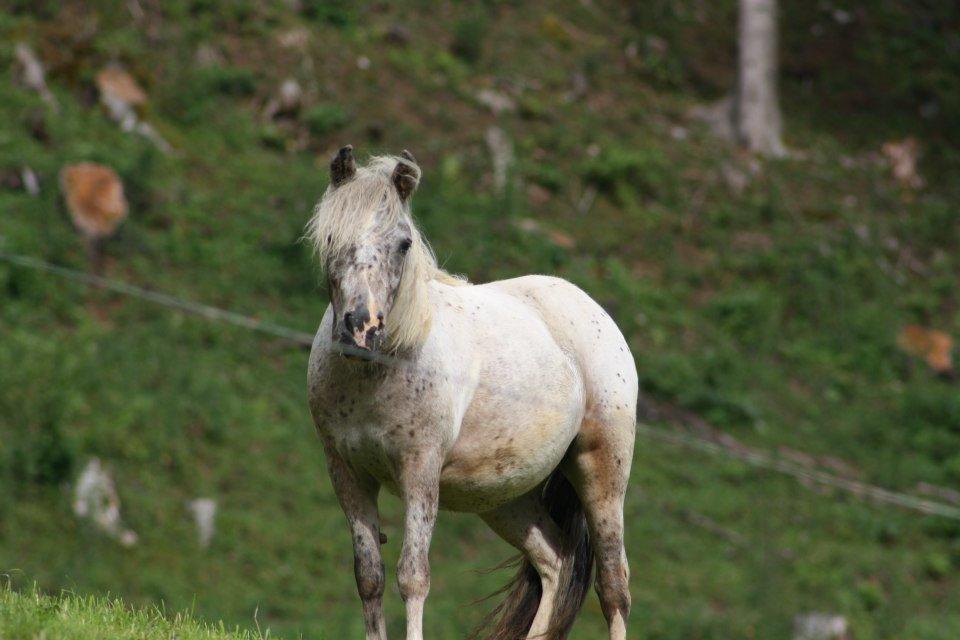 Hefenscherbauer Annaberg im Lammertal Esterno foto